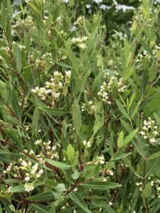 Flowering spurge has tiny white blossoms and a milky sap that irritates the skin.