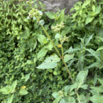 Wild four O'clock growing along a sidewalk