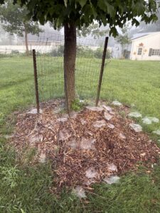 Lacy dew covered webs dot the base of a tree on a misty morning.