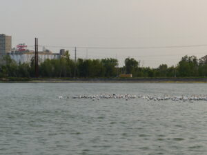Cedar Lake with flocks of peilicans. In the background is Quaker Oats and the high wires.