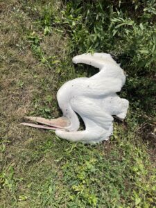 Dead White pelican that crashed into high wires.