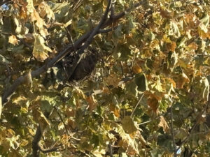 Nest in maple tree of mud and leaves.
