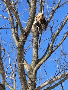 Squirrel nest with leaves and human-made materials high in a tree.