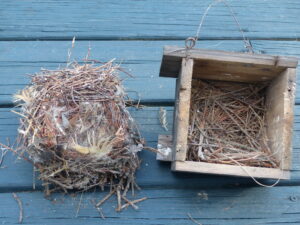 Wren nest and in box.
