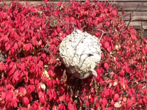 Greyish papery Hornet nest contrasts against bright red-leaf foliage.
