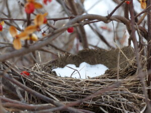 stick nest with snow inside tucked among bittersweet vines.