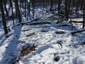 Bare spots on snow indicate a deer bedding down yard on south slope of a hill.