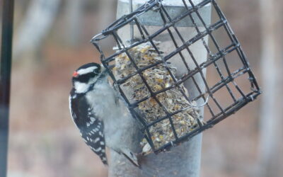 How Long Do Wild Animals Live?