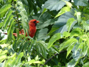 Bright red male Cardinal among summer leaves near nest.