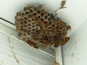 Wasps on nest under eaves of house.