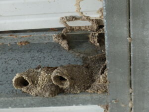 Cliff Swallow nests are tubular made of mud. More than 1000 small dabs of mud make individual nests.