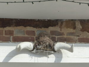 Robin nest set on bleached horns on a business in the Amana Colonies in Iowa