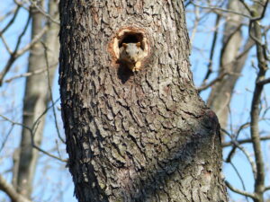 Squirrel peers out den hole in a tree.