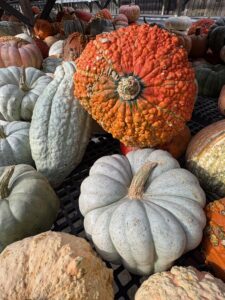 Round and knobby squash in a pile.