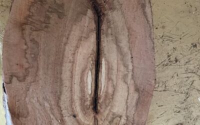 Oak Tree Lesson In Healing