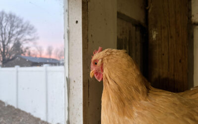 Meet Buffy Fluffy(TM) the Buff Cochin